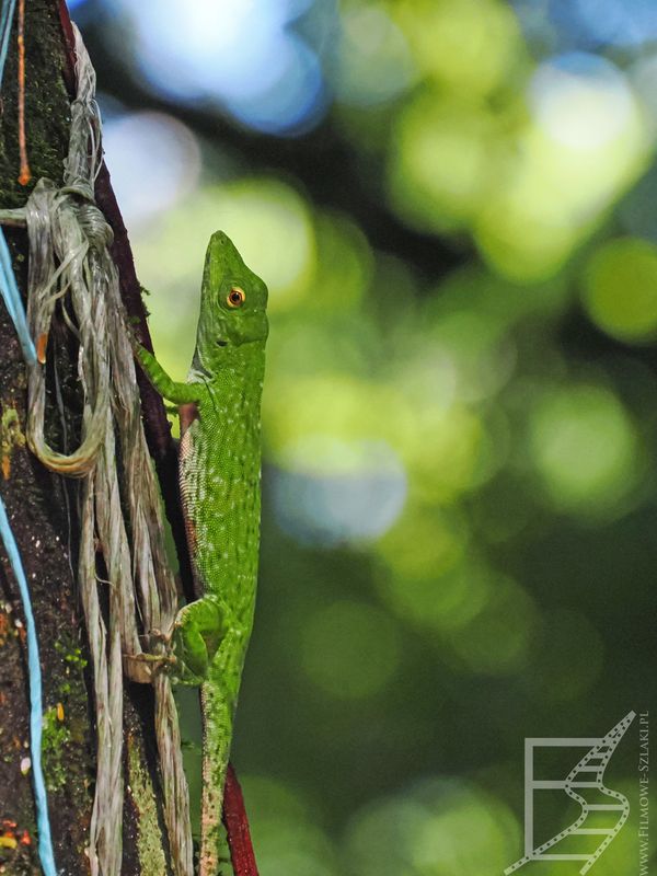 Anolis (Anolis biporcatus, ang.  neotropical green anole lub giant green anole)