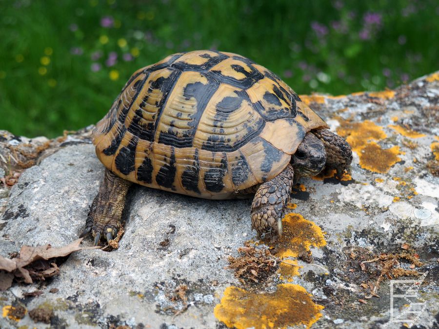 Żółw grecki (Testudo hermanni, ang. Hermann's tortoise)
