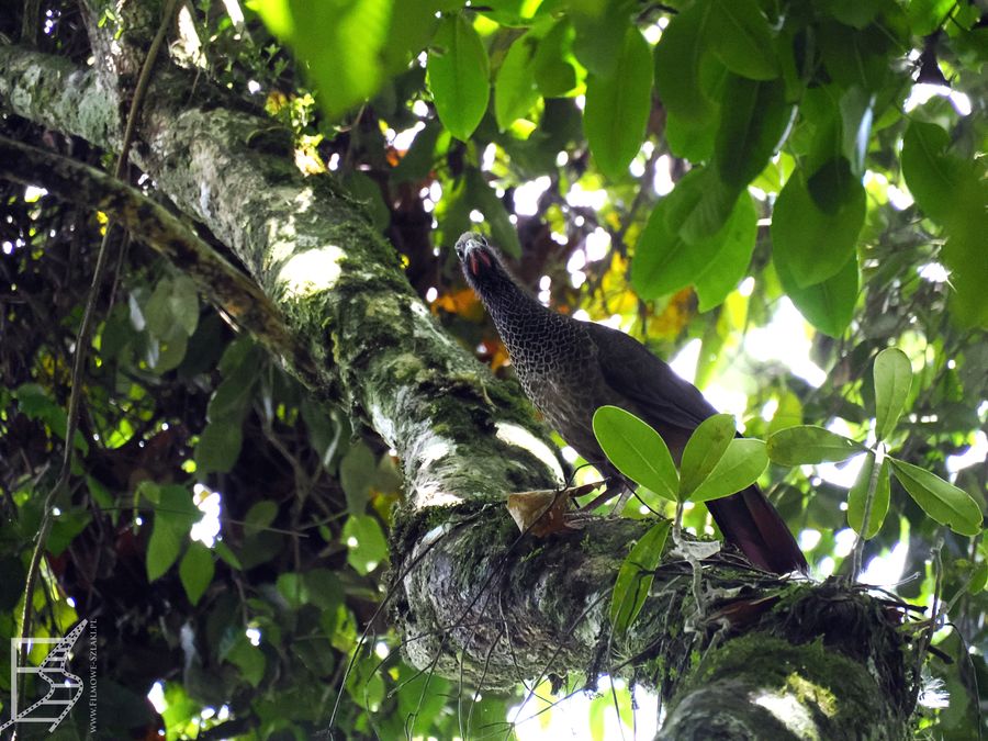 Penelope, prawdopodobnie penelope kasztanowata (Penelope perspicax, ang. Cauca guan, hisz. pava caucana)
