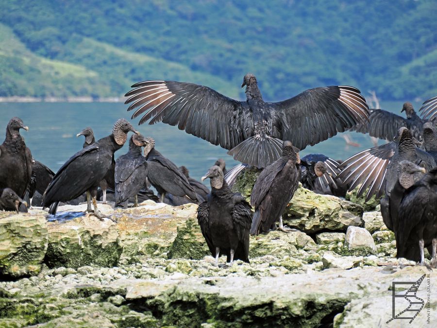 Sępnik czarny lub urubu czarny (Coragyps atratus, ang. Black vulture) 