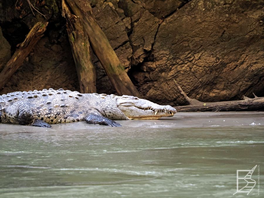 Krokodyl amerykański (Crocodylus acutus, ang. American crocodile) 
