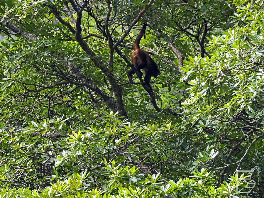 Czepiak trójbarwny (Ateles geoffroyi vellerosus, ang. Mexican spider monkey)