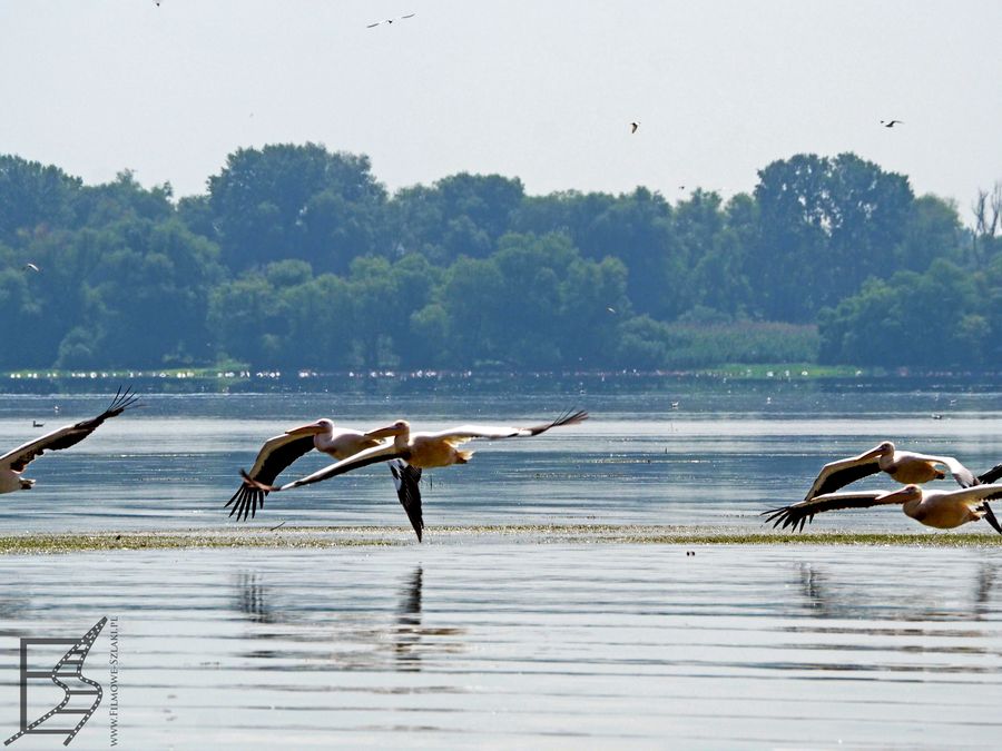 Pelikan kędzierzawy (Pelecanus crispus, ang. Dalmatian pelican)