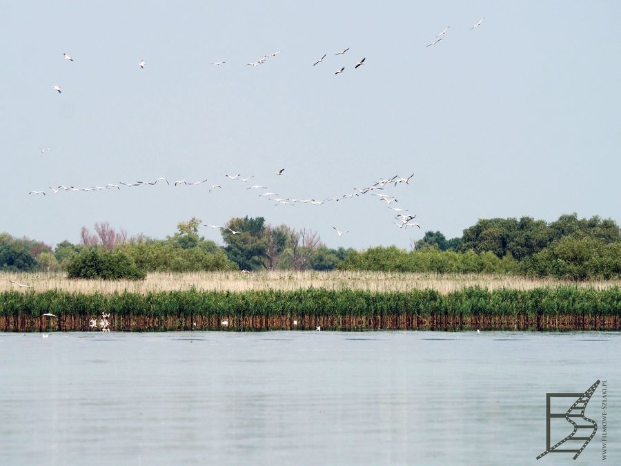 Bociany i pelikany nad deltą Dunaju