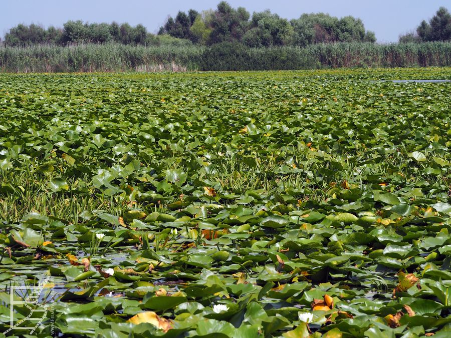 Niektóre obszary delty Dunaju są wspaniale porośnięte liliami wodnymi. Nenufary bardziej oficjalnie nazywa się grzebieniami białymi (Nymphaea alba).