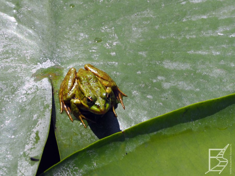 Żaba wodna z grupy żab zielonych (Pelophylax, ang. edible frog)