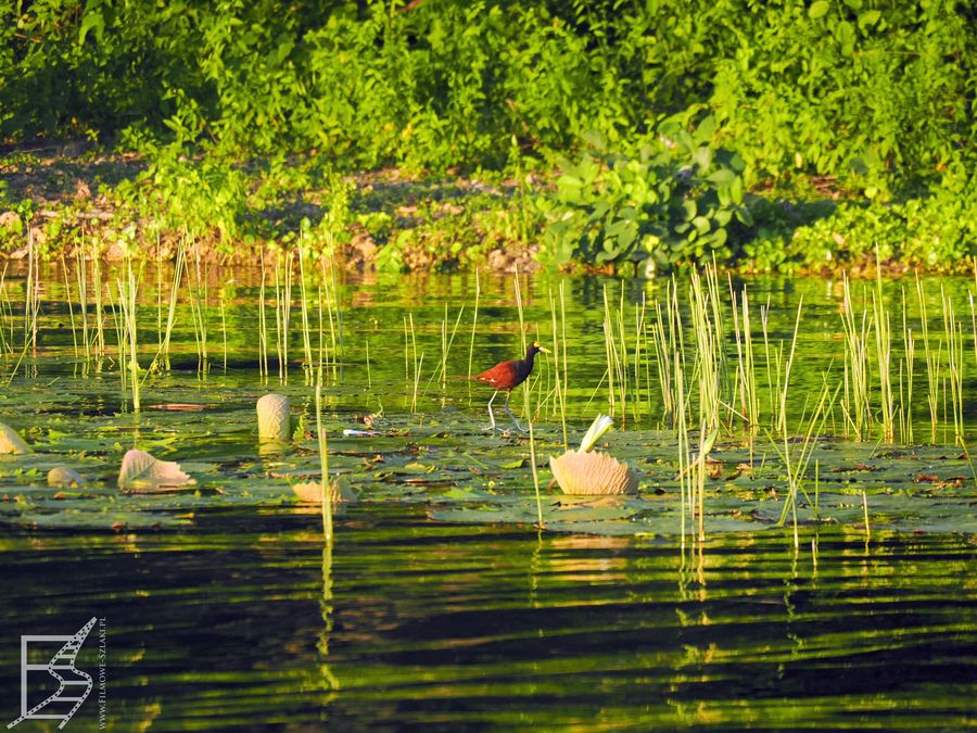 Jezioro Petén Itzá to dom dla wielu ptaków