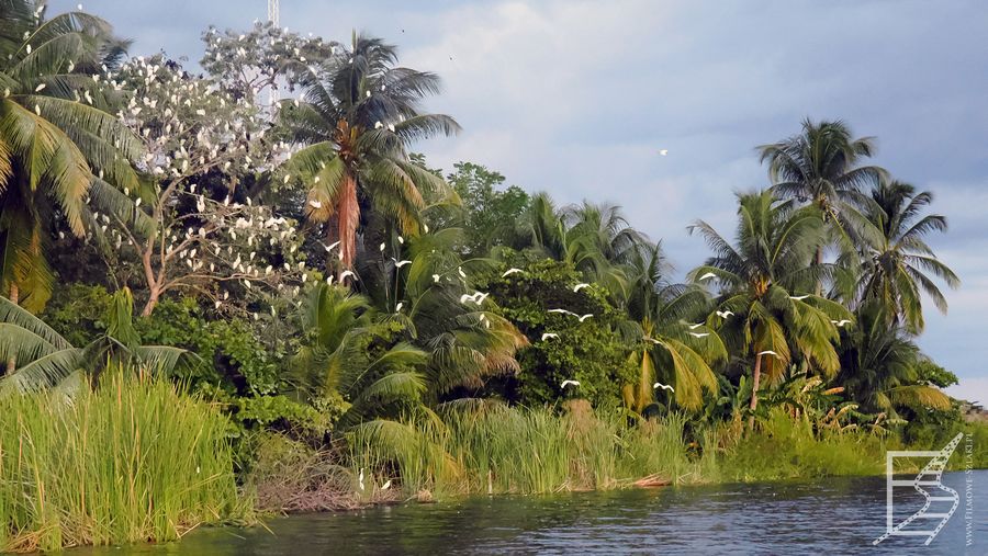 Mała wyspa na jeziorze Petén Itzá to ostoja ptaków
