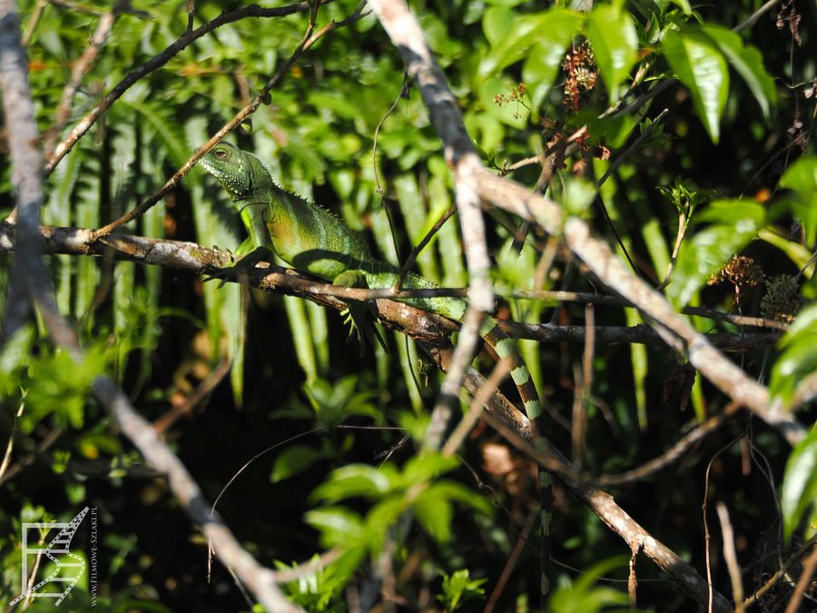 Agama błotna (Physignathus cocincinus, ang. Chinese water dragon)