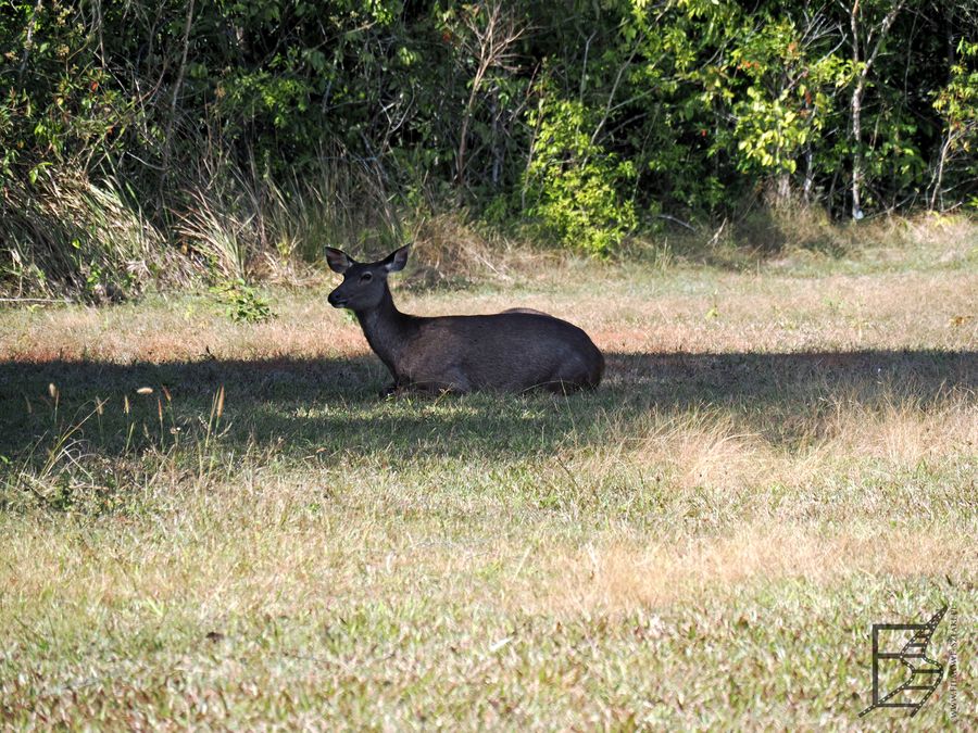 Sambar jednobarwny (Rusa unicolor, ang. sambar deer) występuje tu dość licznie