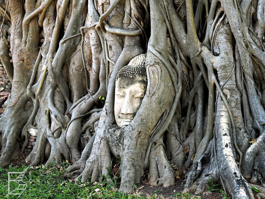 Wat Mahathat i głowa Buddy obrośnięta korzeniami drzew to jedno z najbardziej typowych zdjęć z Ajutthaji