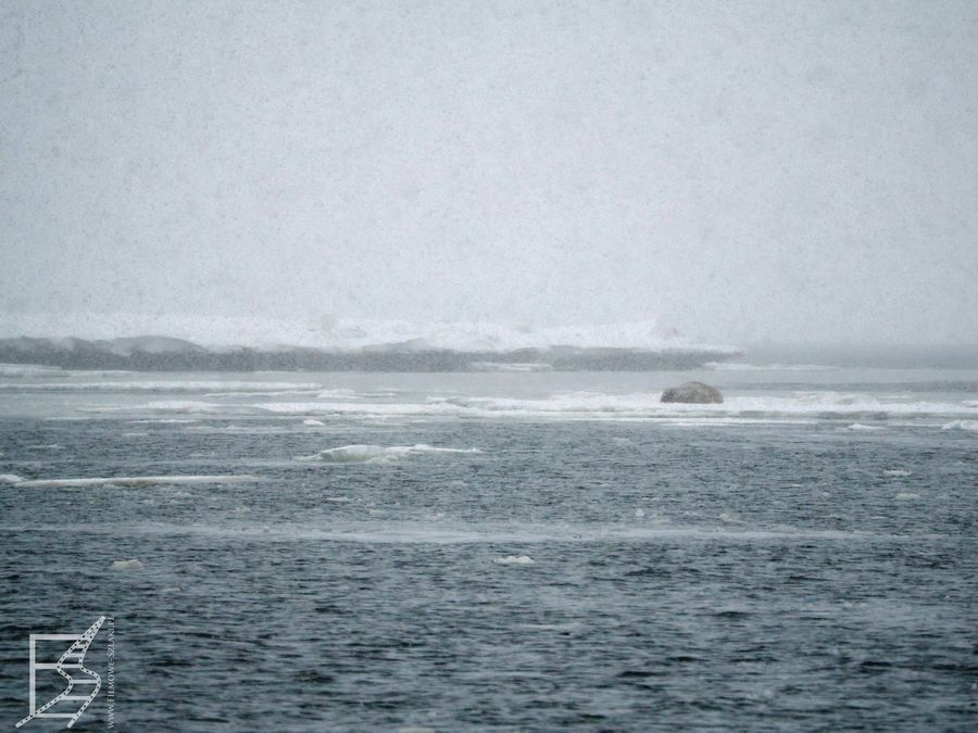 Mors leżący na krze (Spitsbergen, Arktyka)