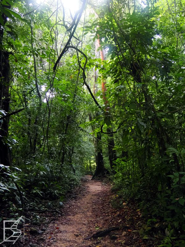 Ścieżka przez dżunglę