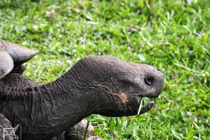 Żółw słoniowy (wyspa Santa Cruz, archipelag Galapagos)