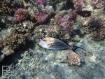 Marsa Alam, rafa w Abu Dabbab