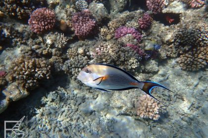 Marsa Alam, rafa w Abu Dabbab
