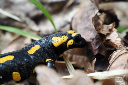 Wąwóz Lipa, salamandra