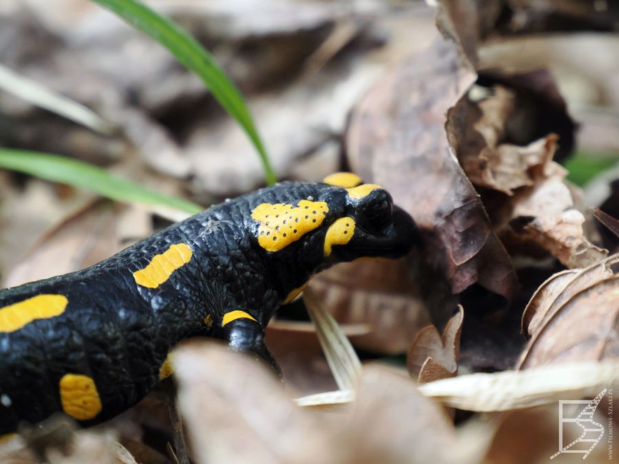 Wąwóz Lipa, salamandra