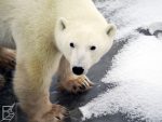 Churchill, światowa stolica niedźwiedzi polarnych