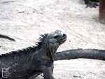 Isabela, Galapagos, legwan morski