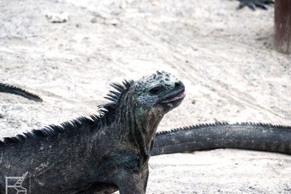 Isabela, Galapagos, legwan morski