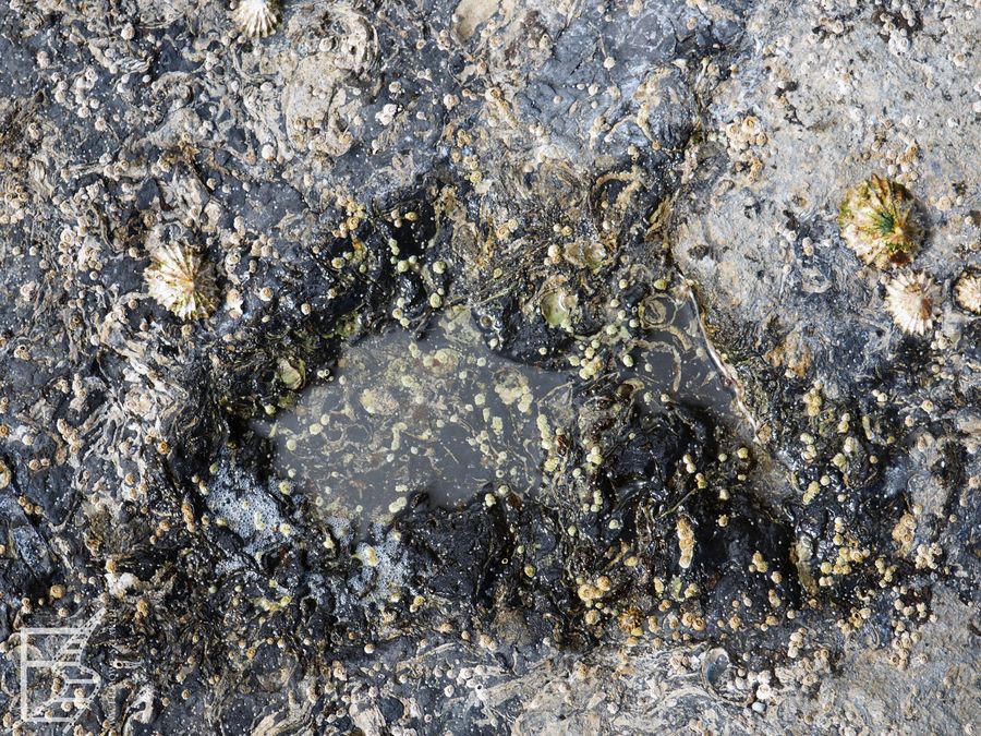 Tropy dinozaurów na wyspie Skye?