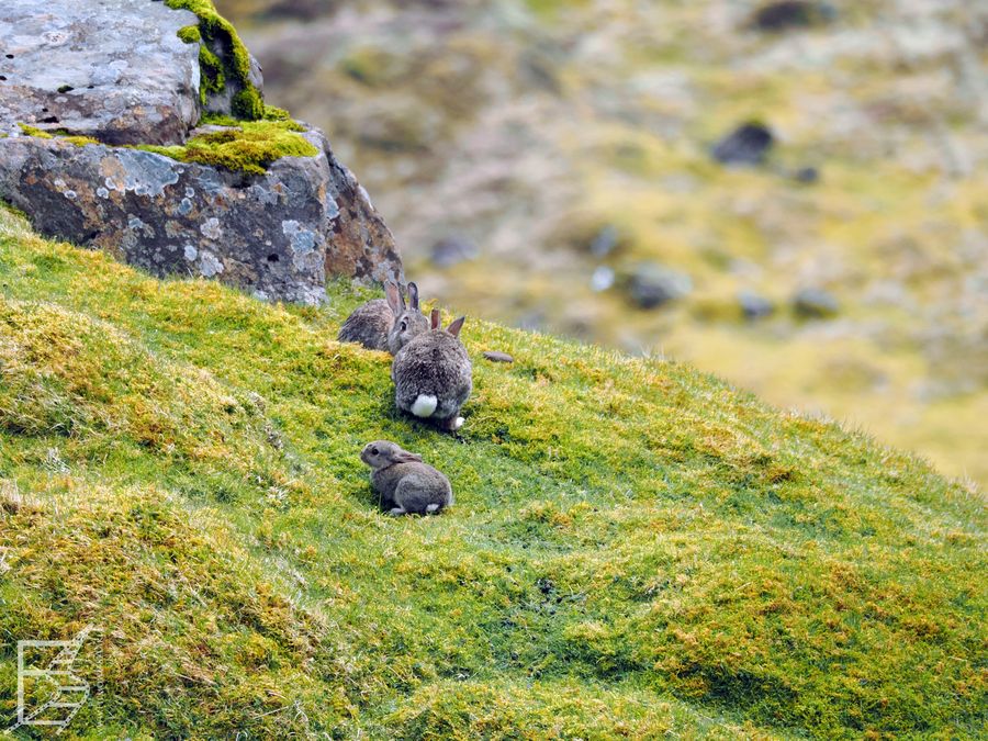 Zające na wyspie Skye