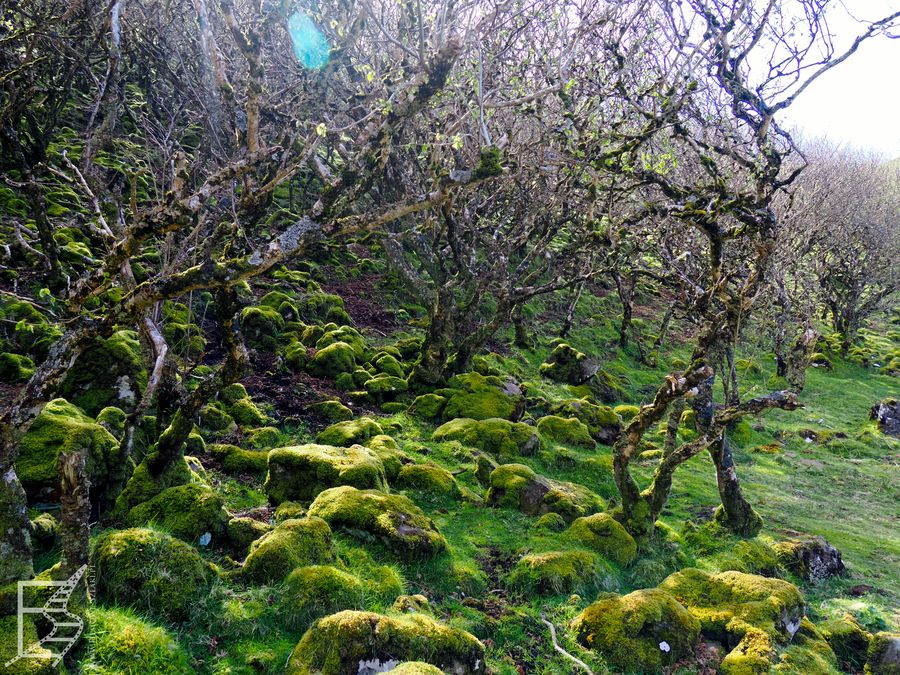 Mech i roślinność w Fairy Glen bardziej przypomina El Pijaral