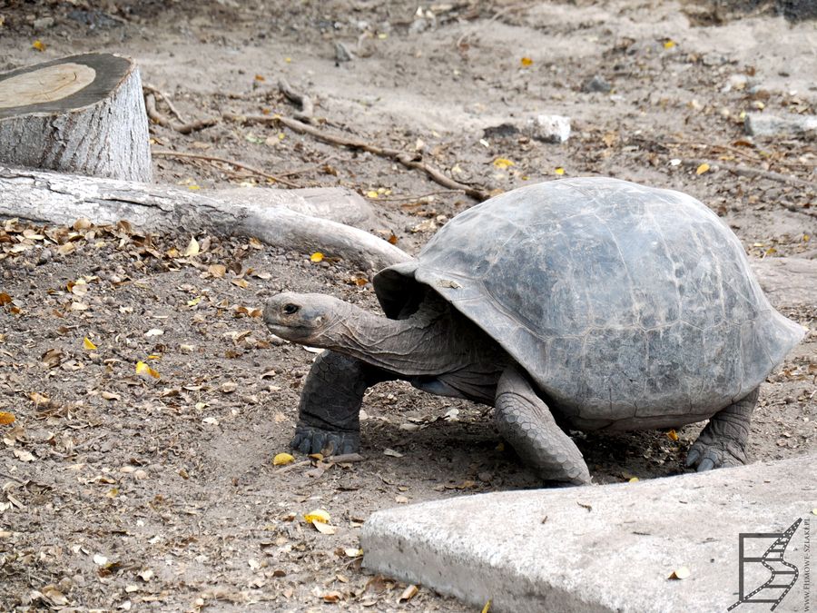 Żółw słoniowy z wyspy Isabela, Galapagos