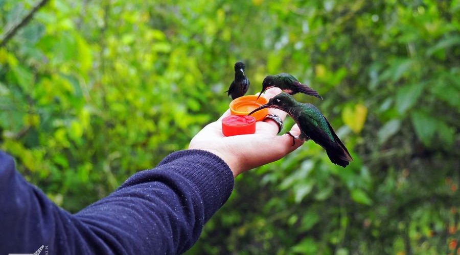 Kolibry w Mindo