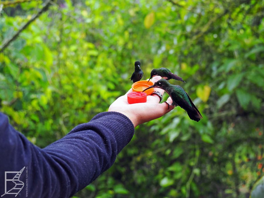 Kolibry w Mindo