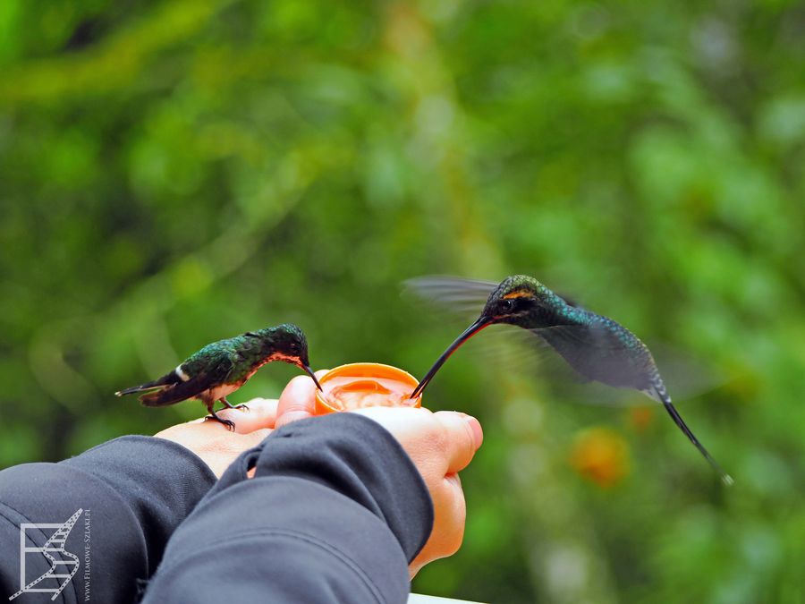 Kolibry w Mindo