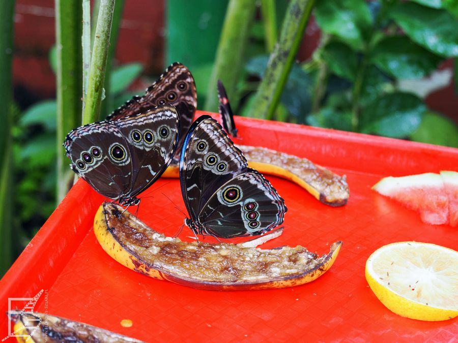 Mariposario czyli Motylarnia to możliwość zobaczenia ekwadorskich motyli