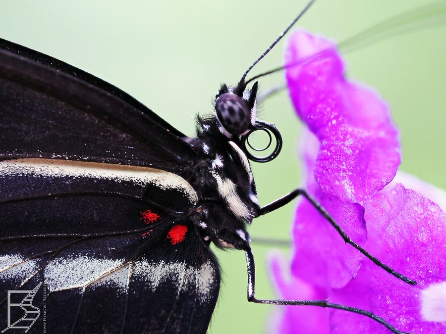 Motyl z bliska