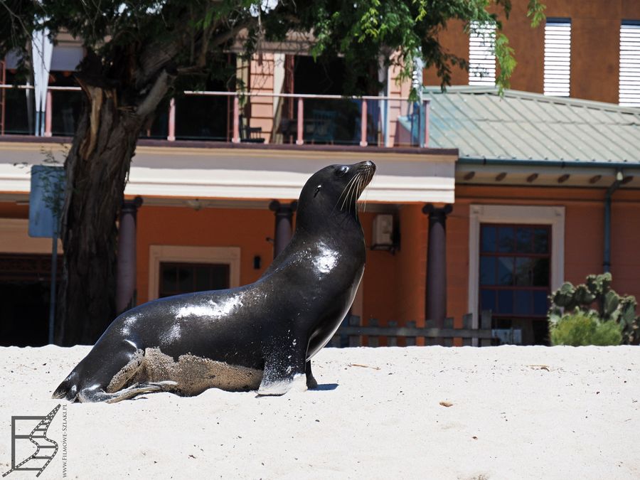 Uszanka w Puerto Baquerizo Moreno na San Cristóbal