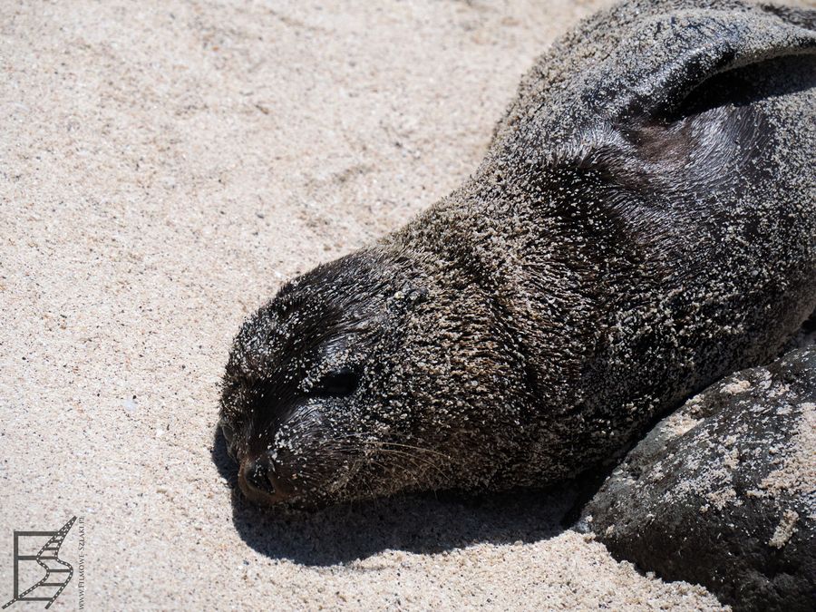 Lew morski na Playa Loberia, wyspa San Cristóbal, Galapagos