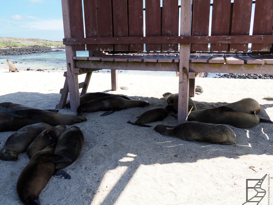 Przebieralnia na Playa Loberia jest zajęta przez lwy morskie