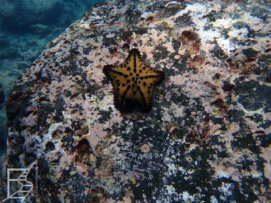 Rozgwiazda czekoladowa (Protoreaster nodosus, ang. chocolate chip sea star)