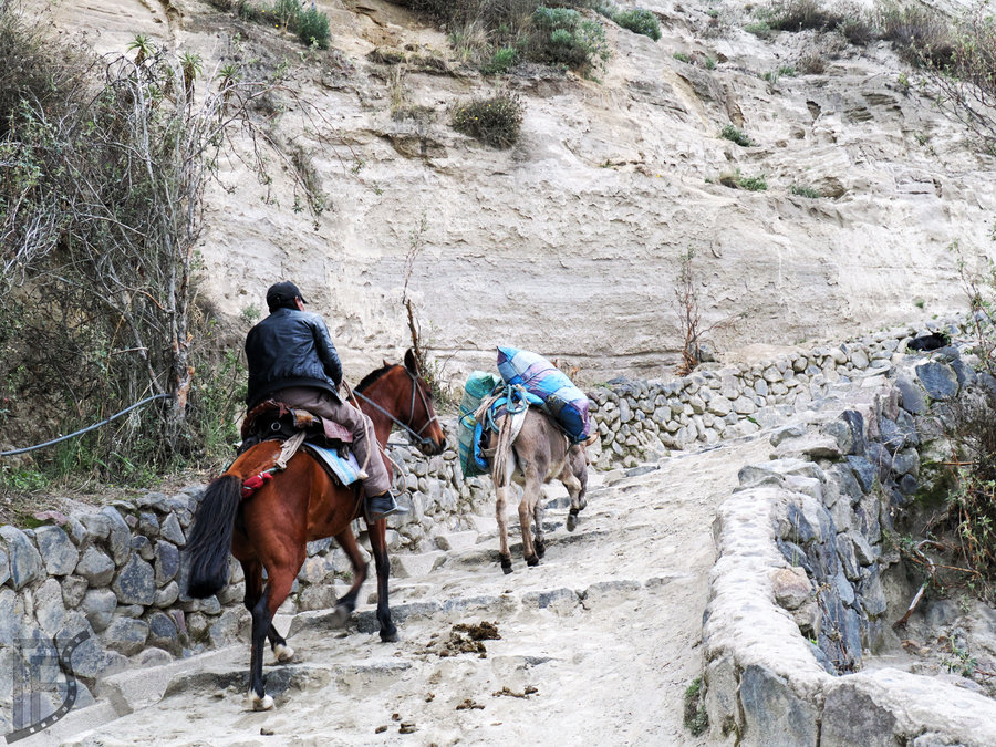 Niektórzy pomagają sobie osiołkami i mułami