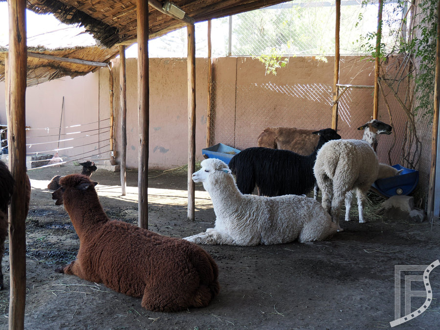 Mundo Alpaca to nie tylko sklep, ale i darmowe muzeum, Arequipa