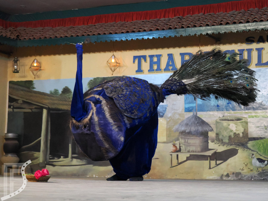 Taniec pawia rozbawił publiczność