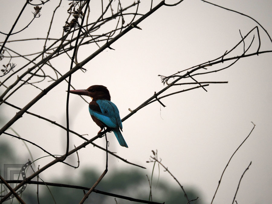 Łowiec krasnodzioby (Halcyon smyrnensis, ang.  white-throated kingfisher) ot popularny w południowej Azji zimorodek 