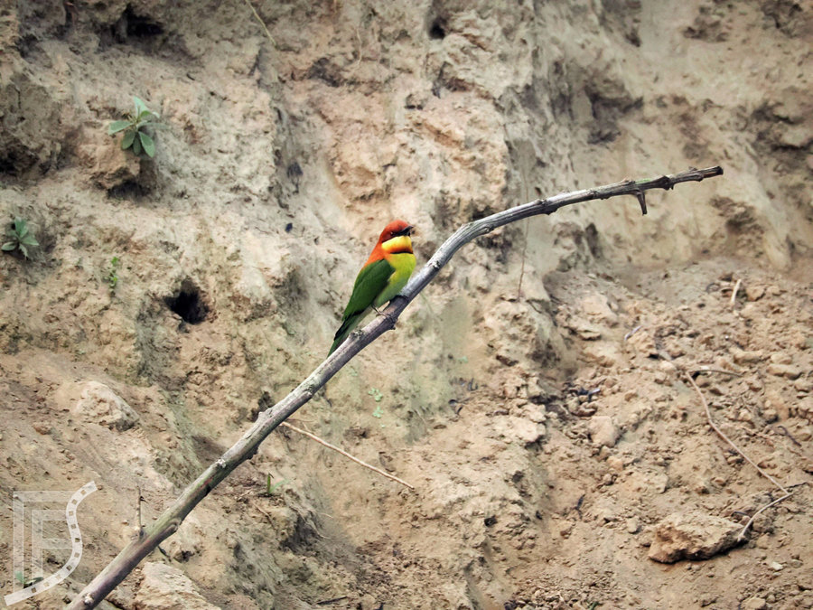 Żołna modrosterna (Merops philippinus, ang. blue-tailed bee-eater)
