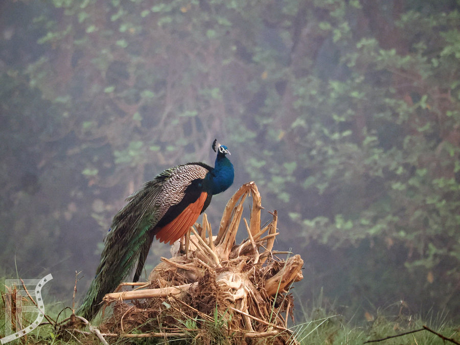 Paw indyjski (Pavo cristatus, ang.  Indian peafowl)