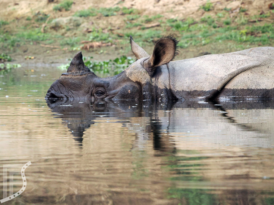 Nosorożec indyjski (Rhinoceros unicornis, ang. Indian rhinoceros)