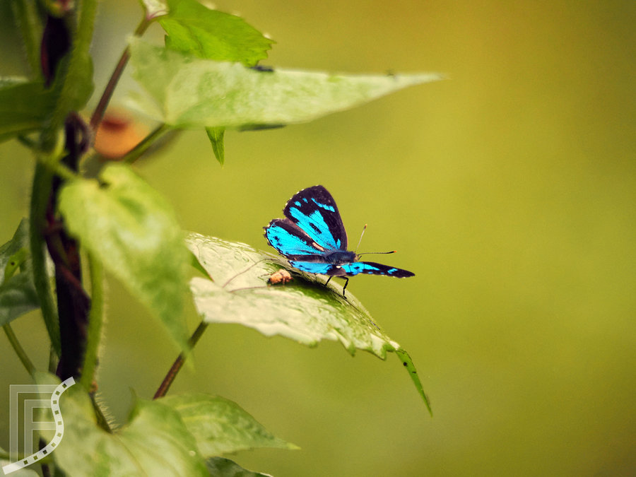 Motyl dostrzeżony w trakcie wędrówki po Chitwan