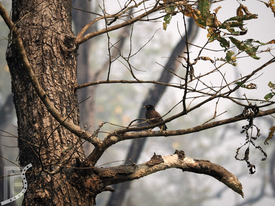 Majna brunatna (Acridotheres tristis, ang. common myna)