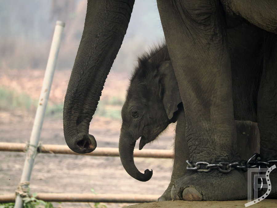 Słonie w łańcuchach w Centrum Rozrodczym, Chitwan