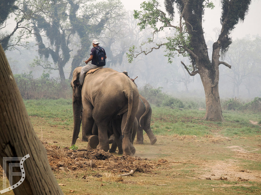 Słonie i ich opiekunowie pracujący w dżungli