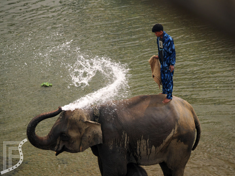 Kąpiele i mycie słoni